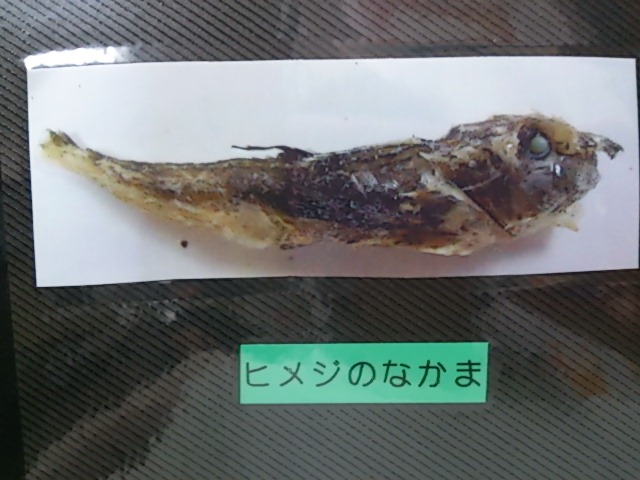 ヒメジのなかま?