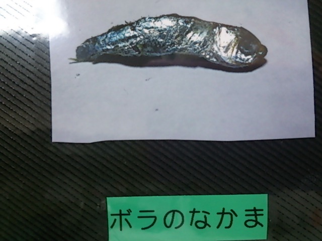 ボラのなかま