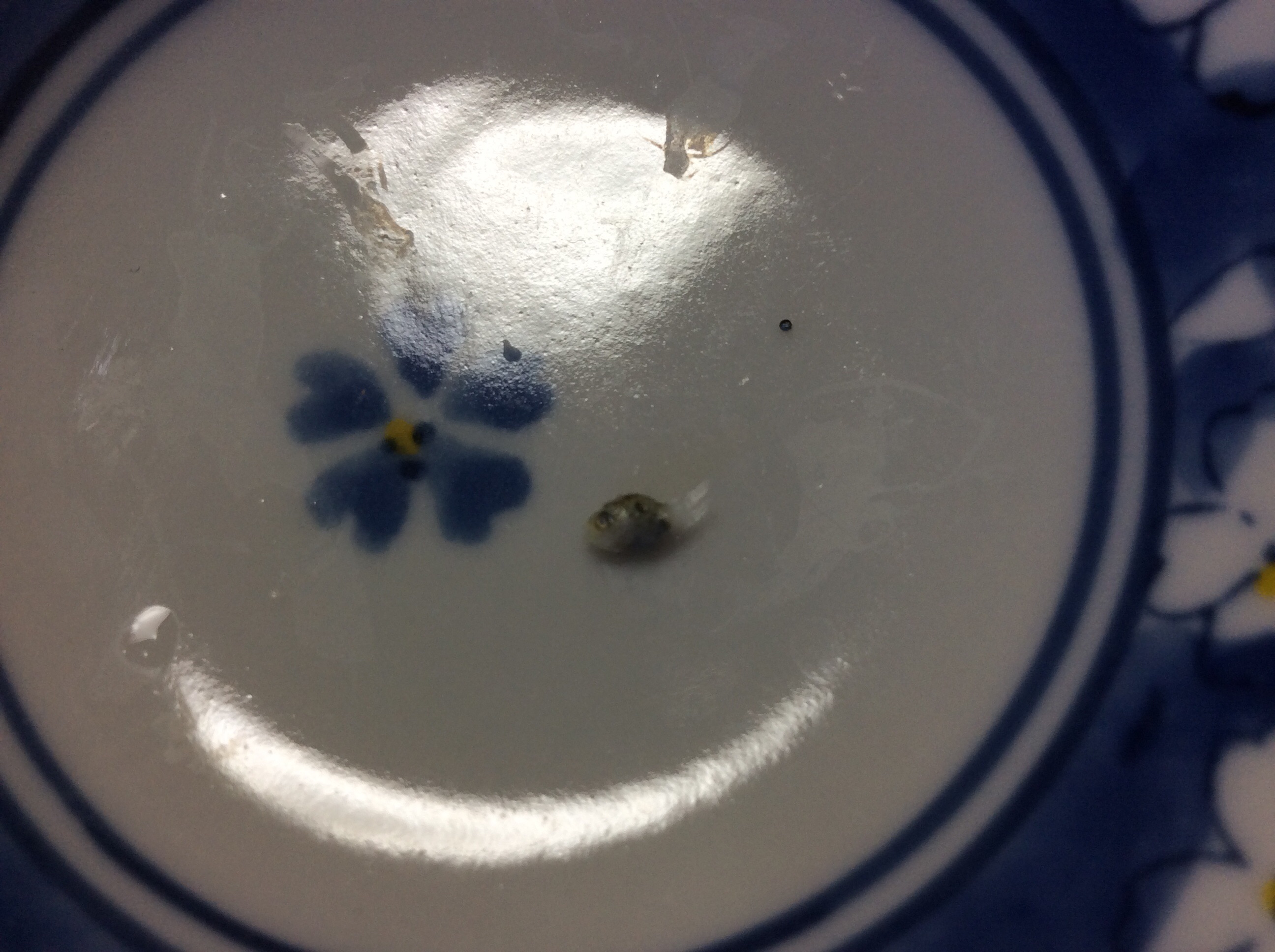 不明
