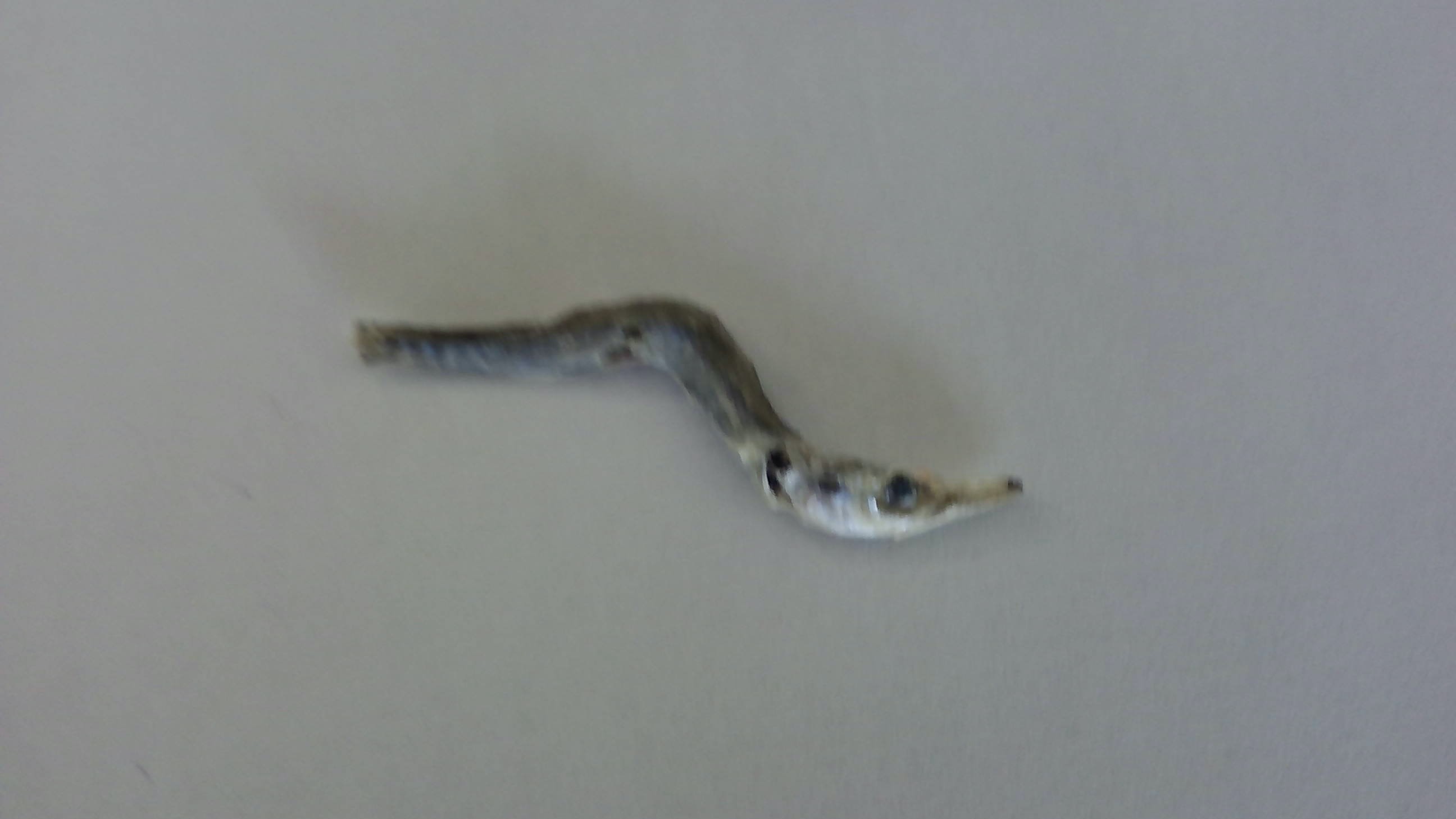 カマス