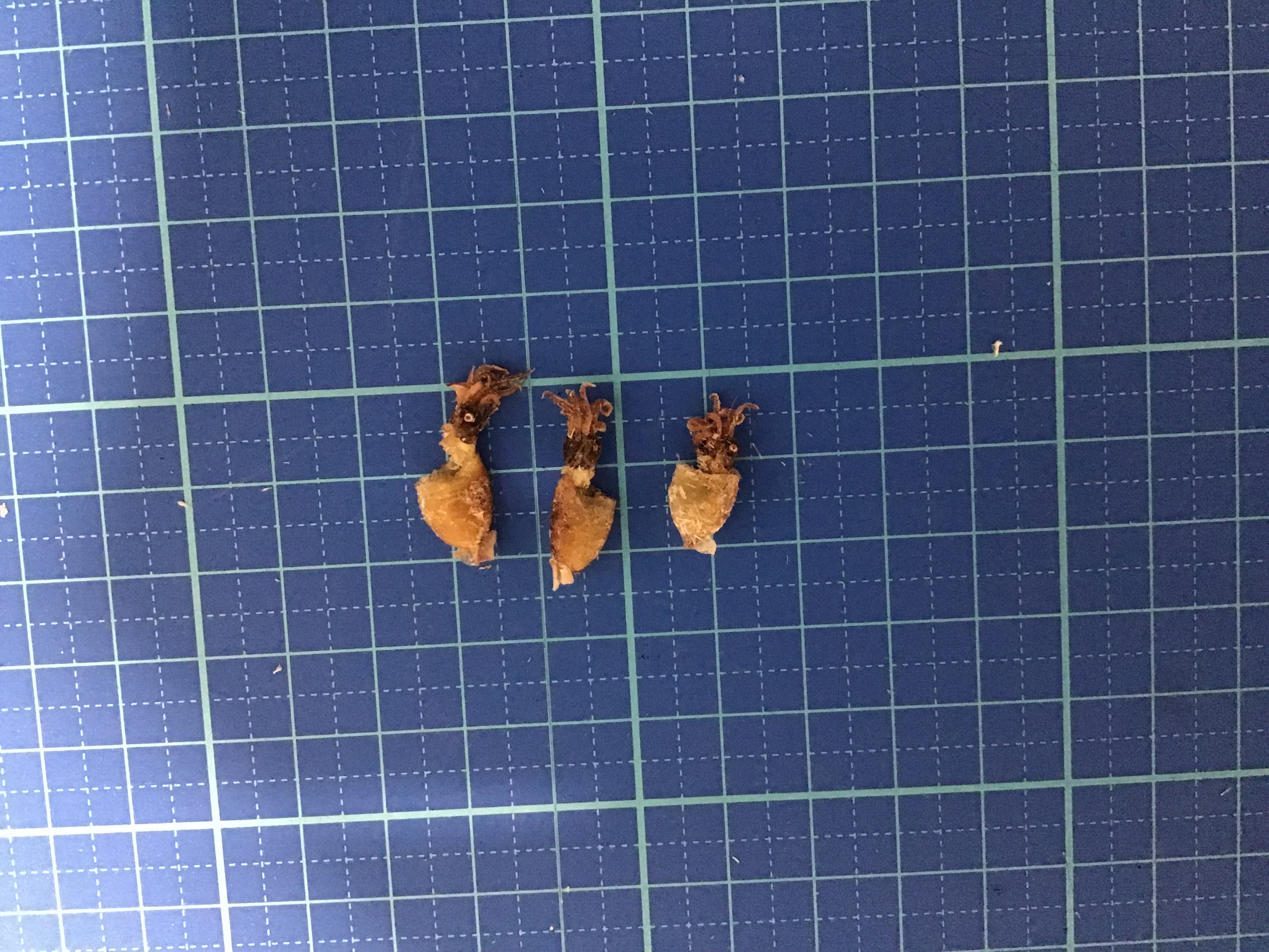 イカの仲間