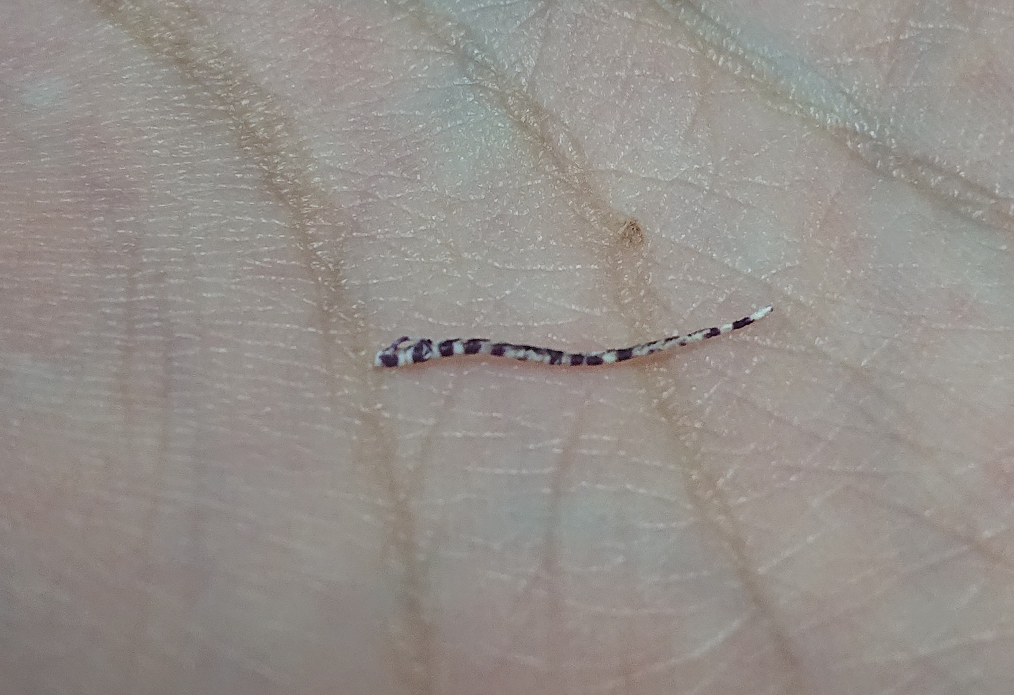 ウミシダのなかま？