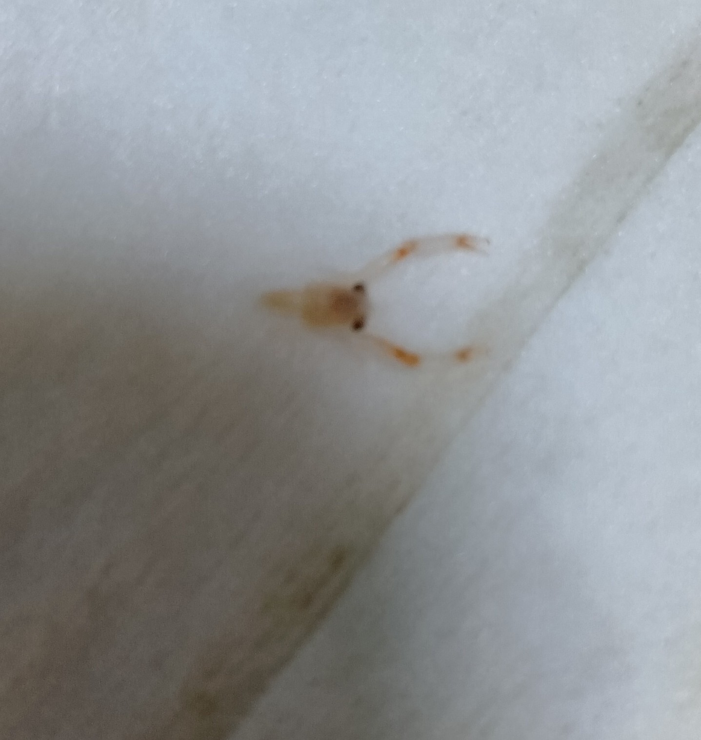 コシオリエビの仲間