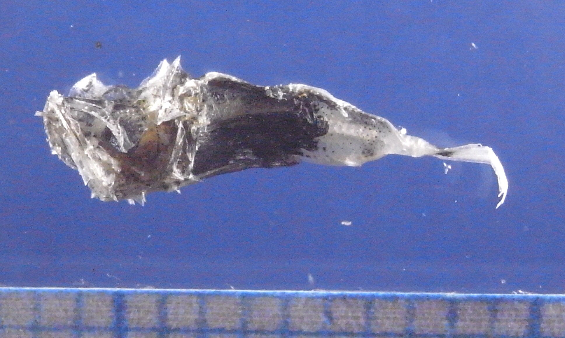 ホウボウのなかま