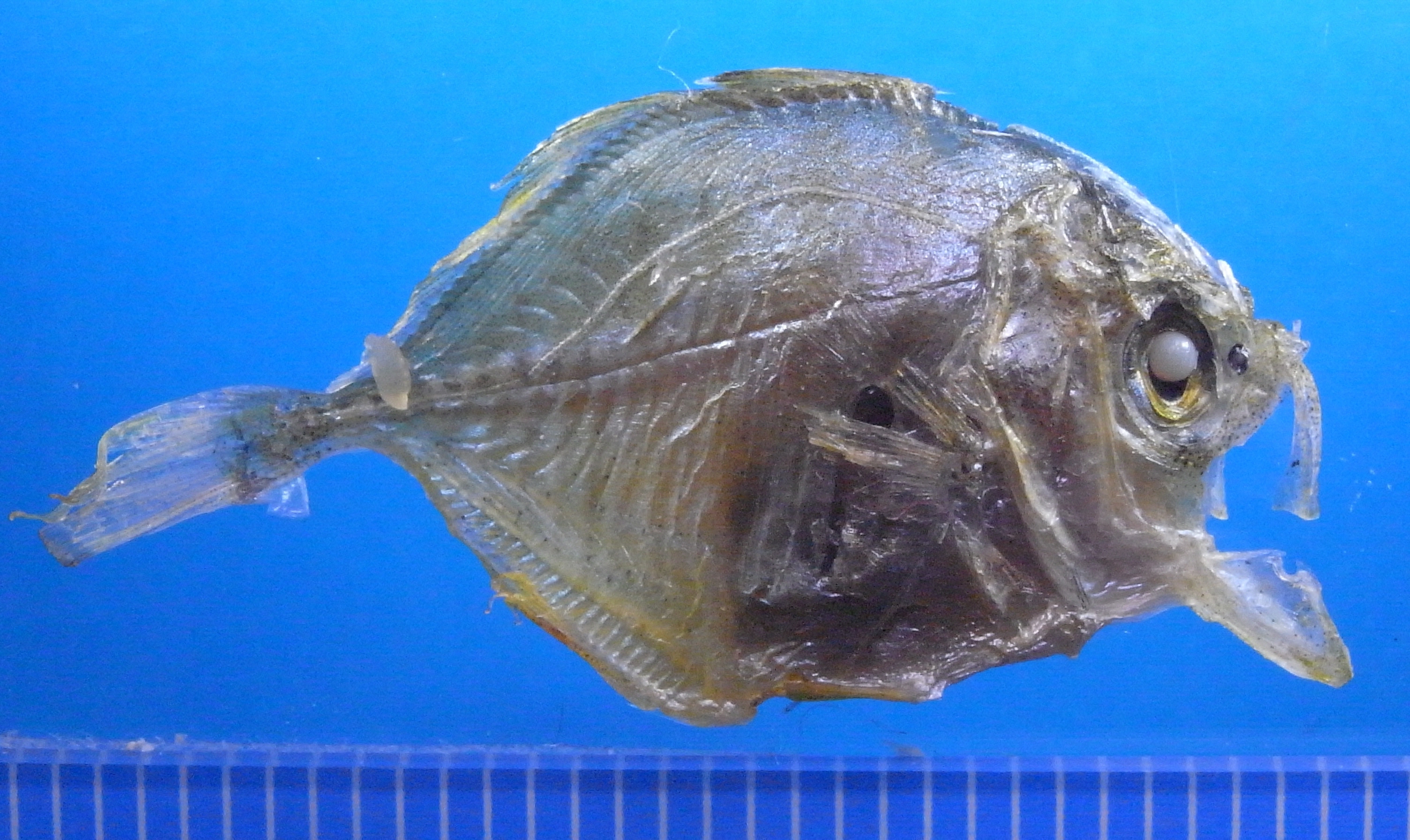 カイワリ