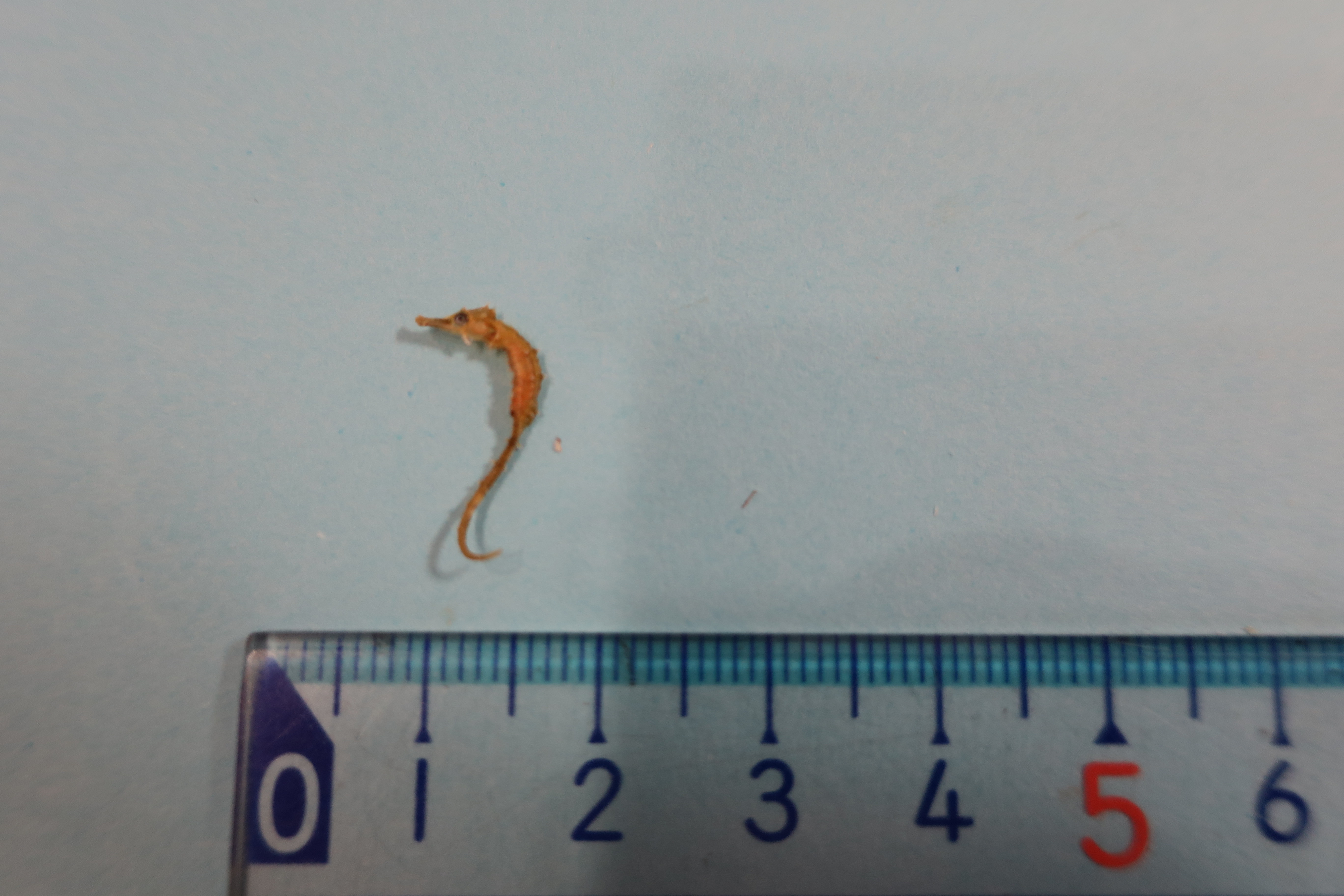 タツノオトシゴ？