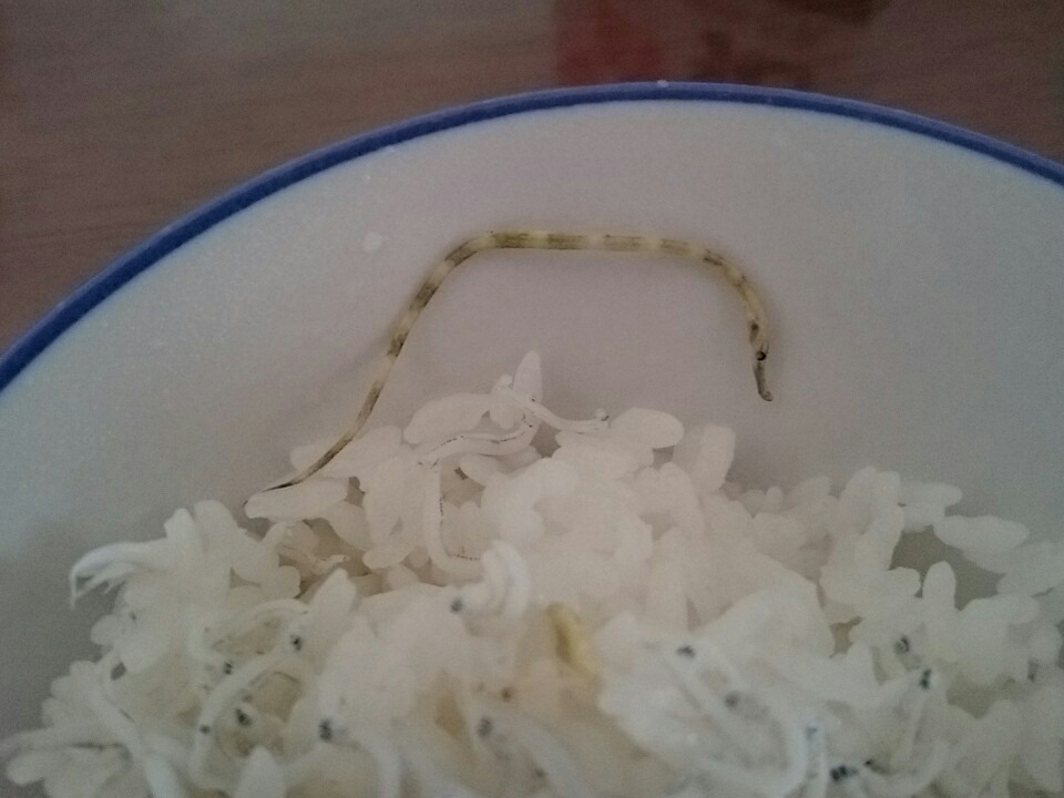 ヨウジウオのなかま