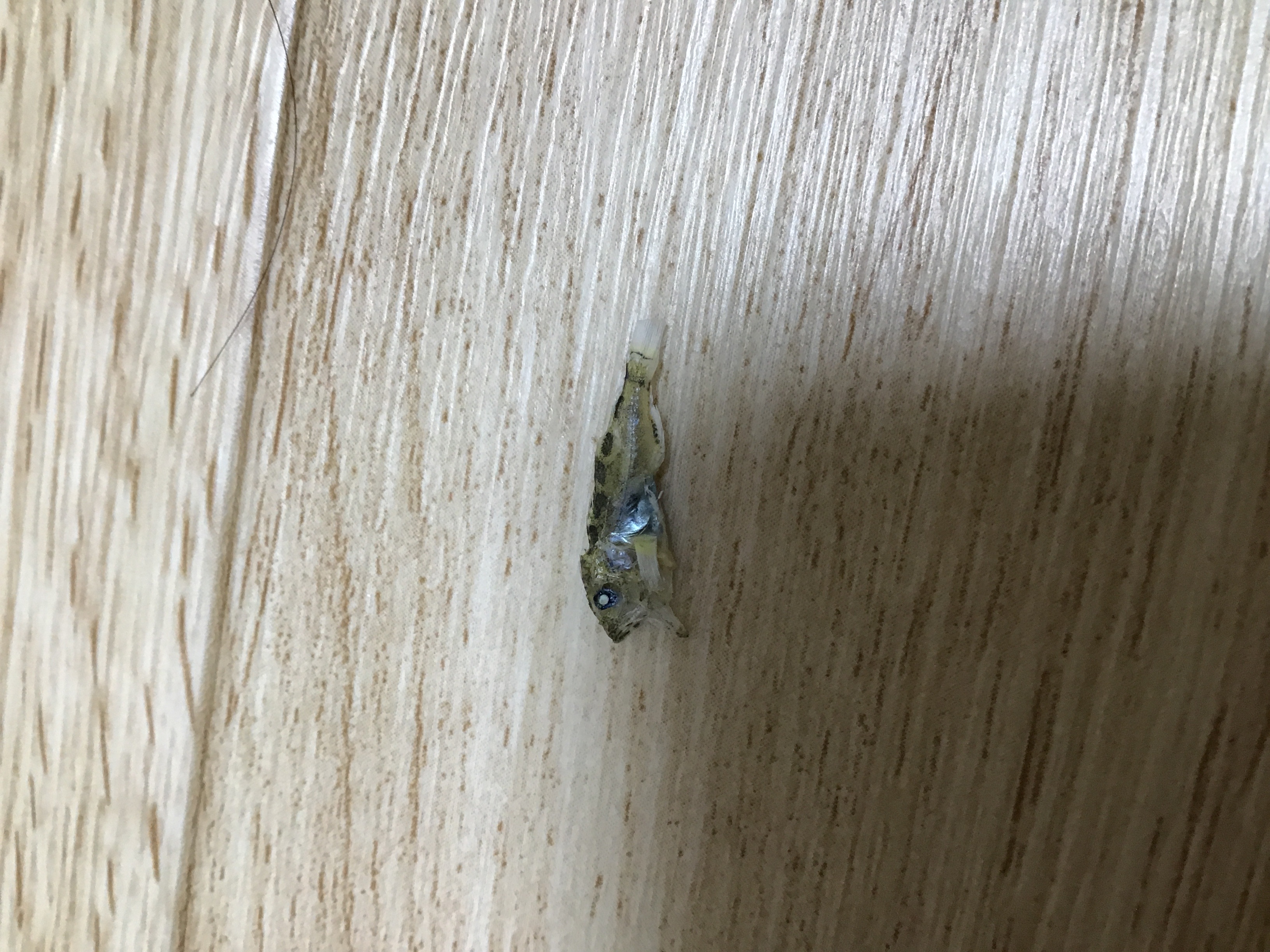 カサゴのなかま