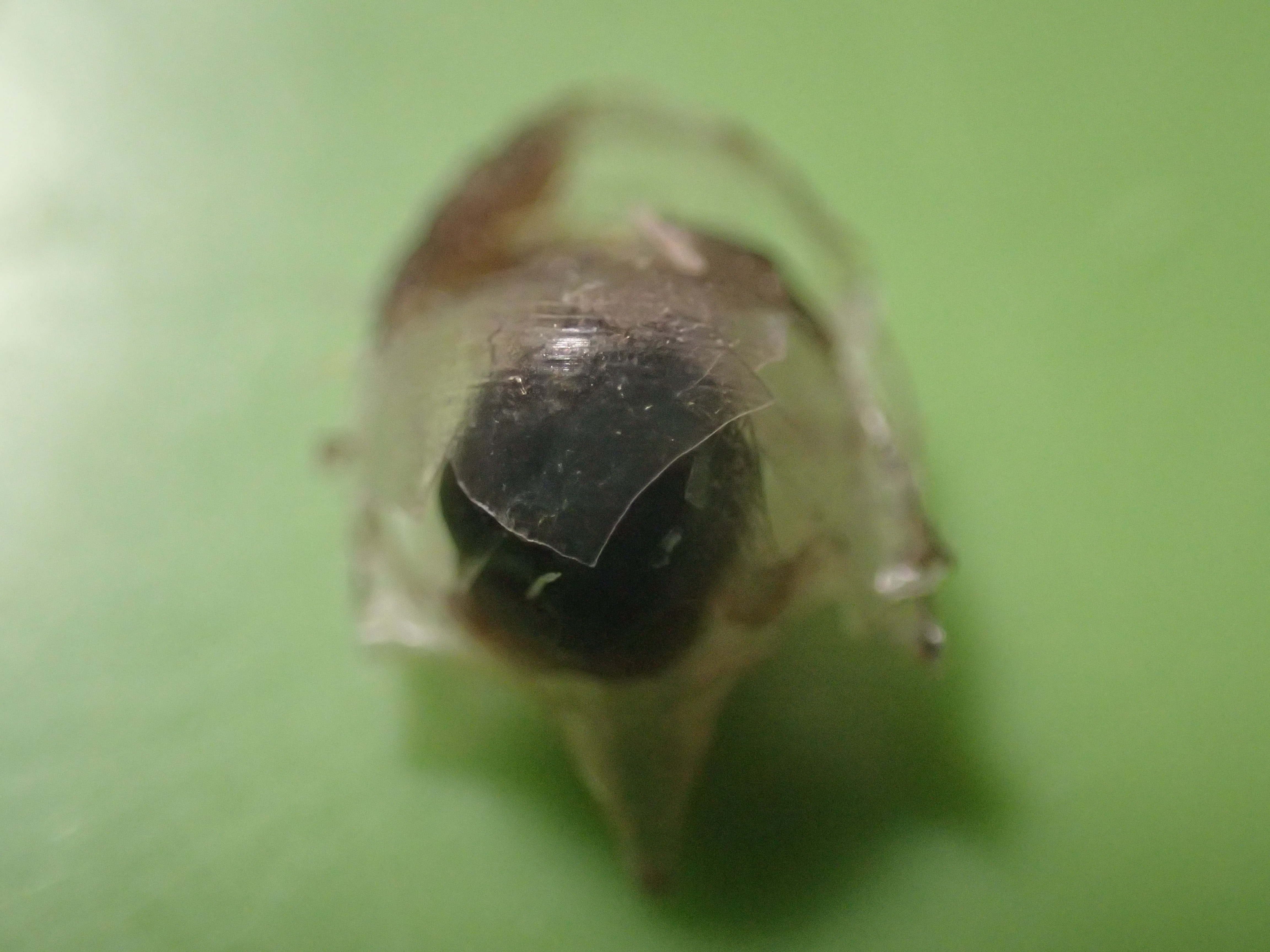 カメガイのなかま