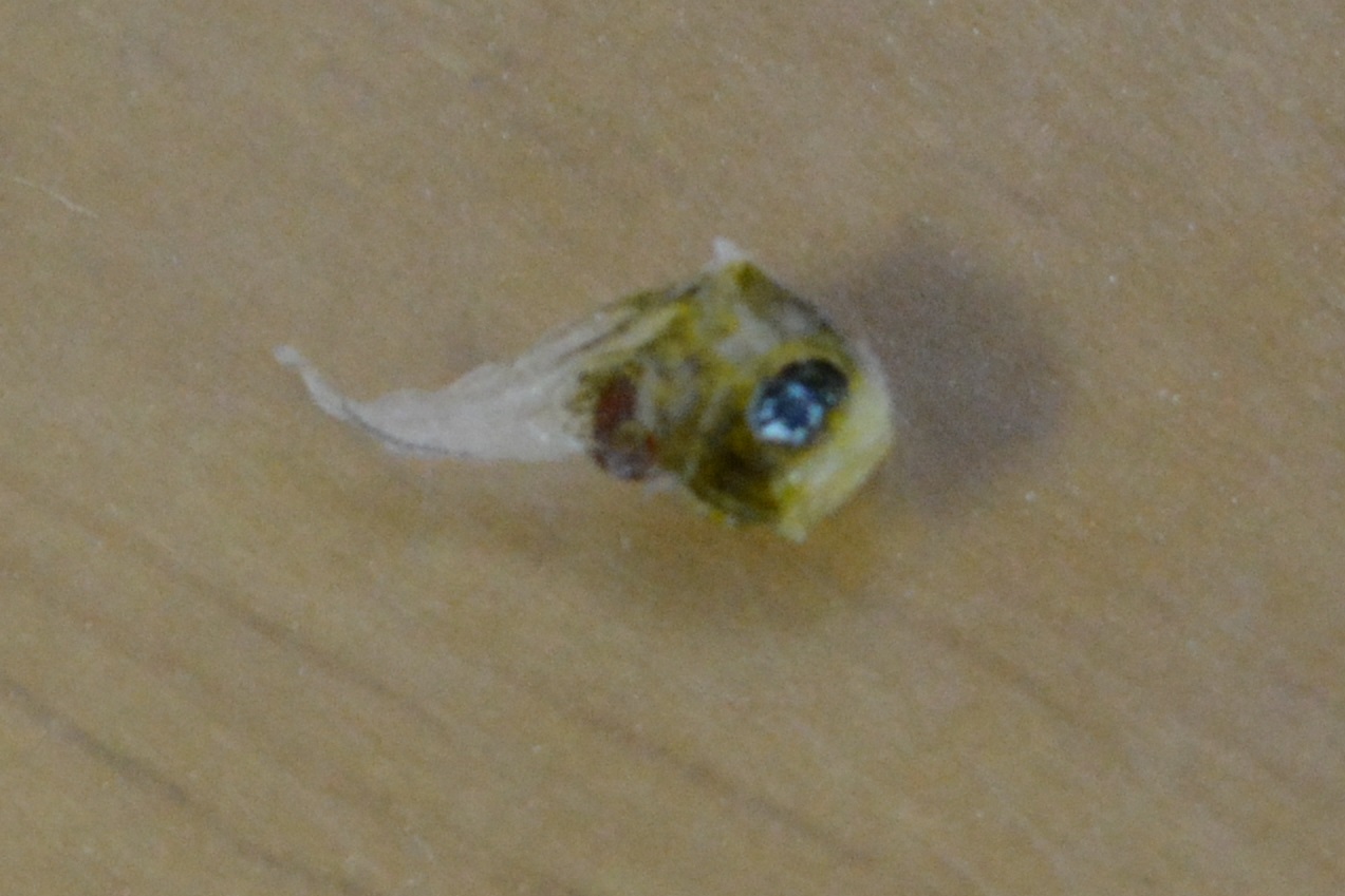 アカタチのなかま