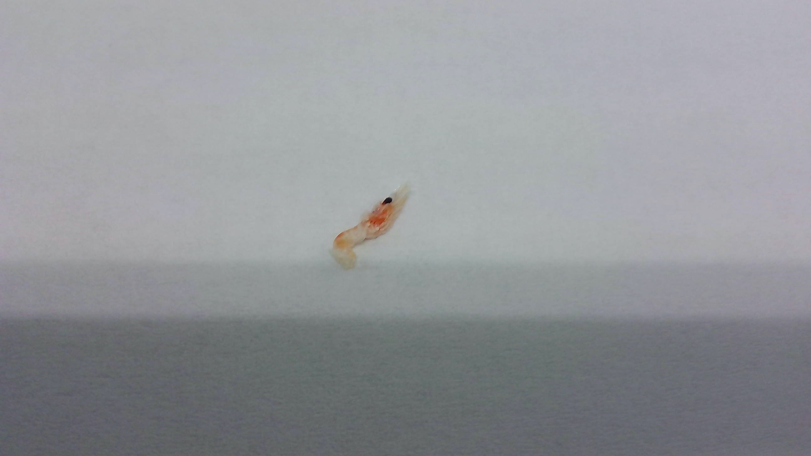 オキアミ
