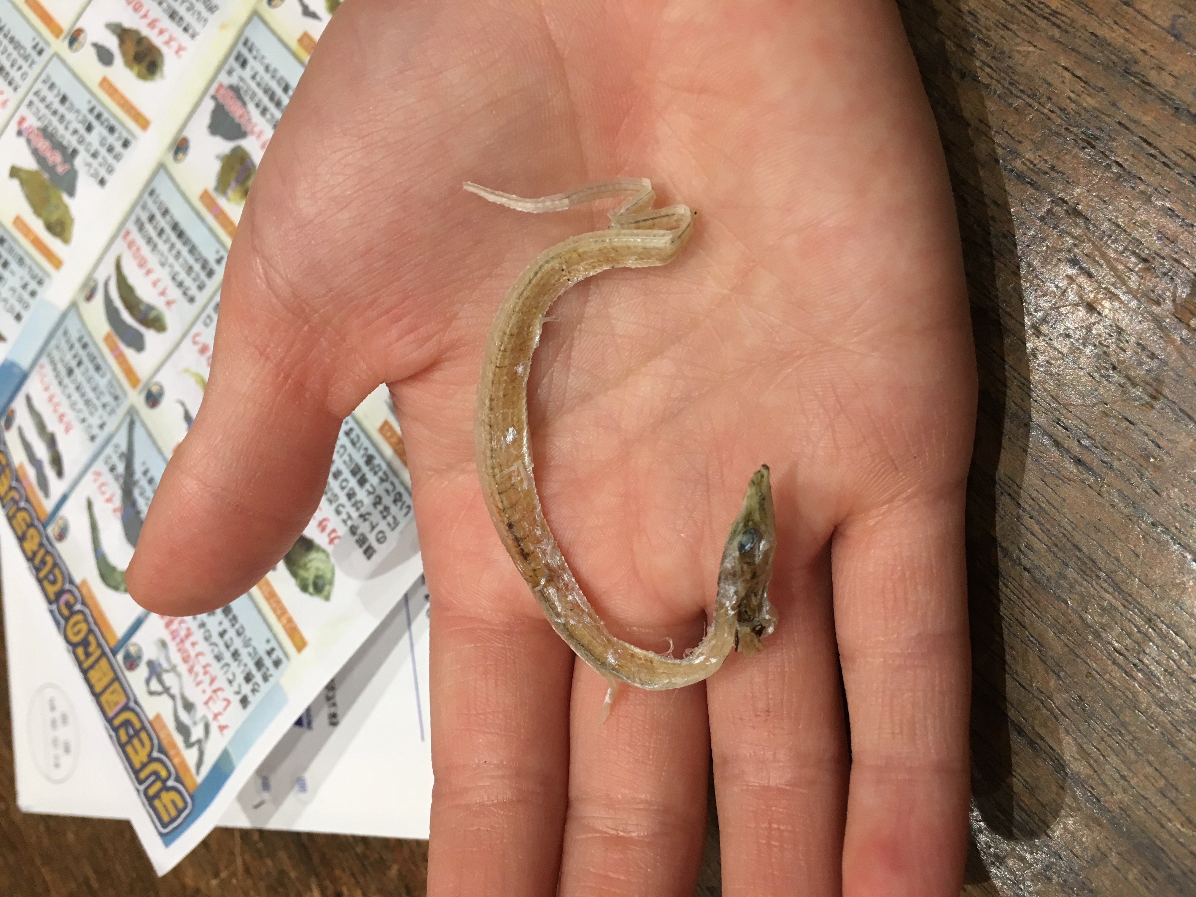 タチウオ