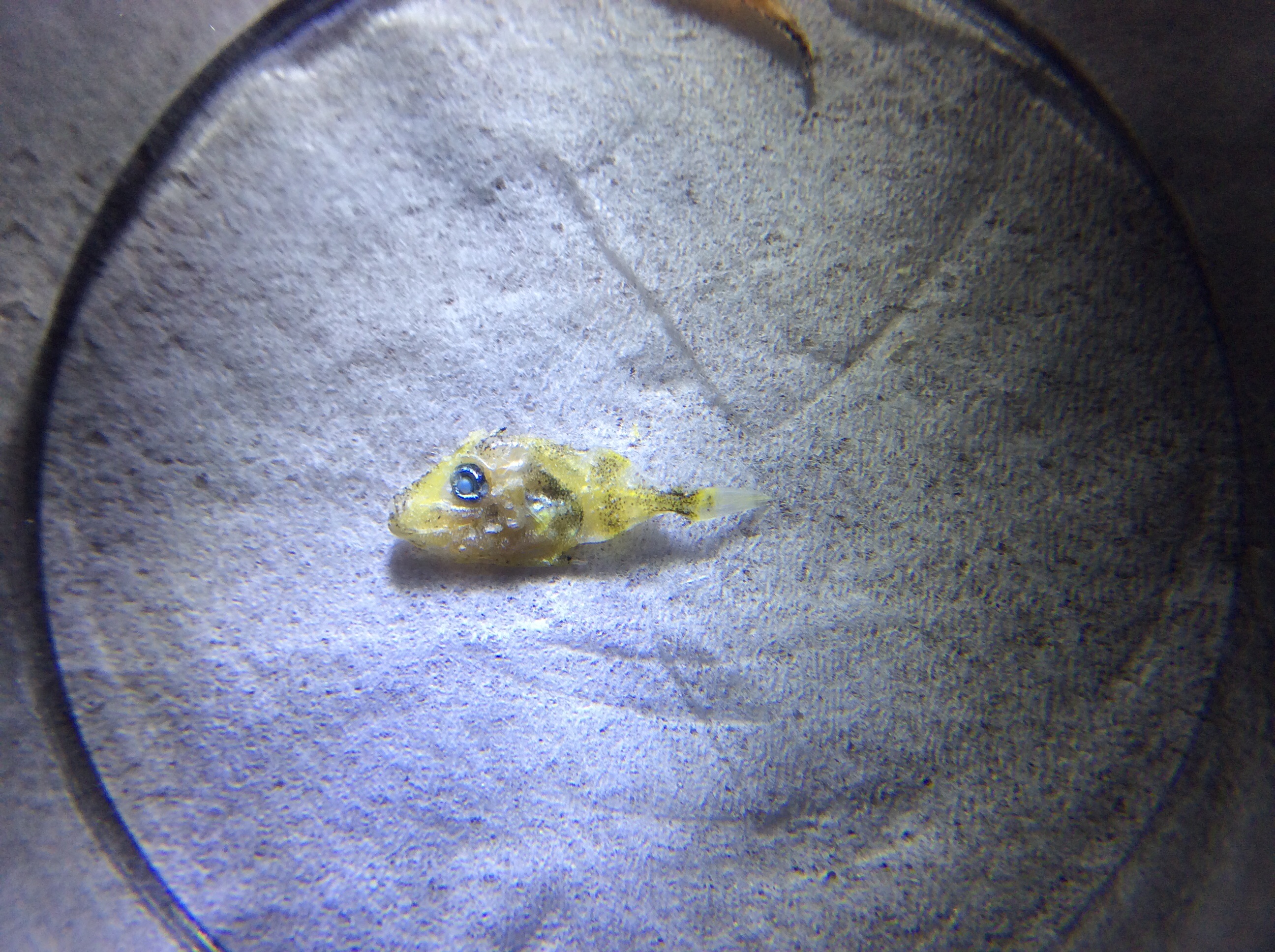 カワハギ?