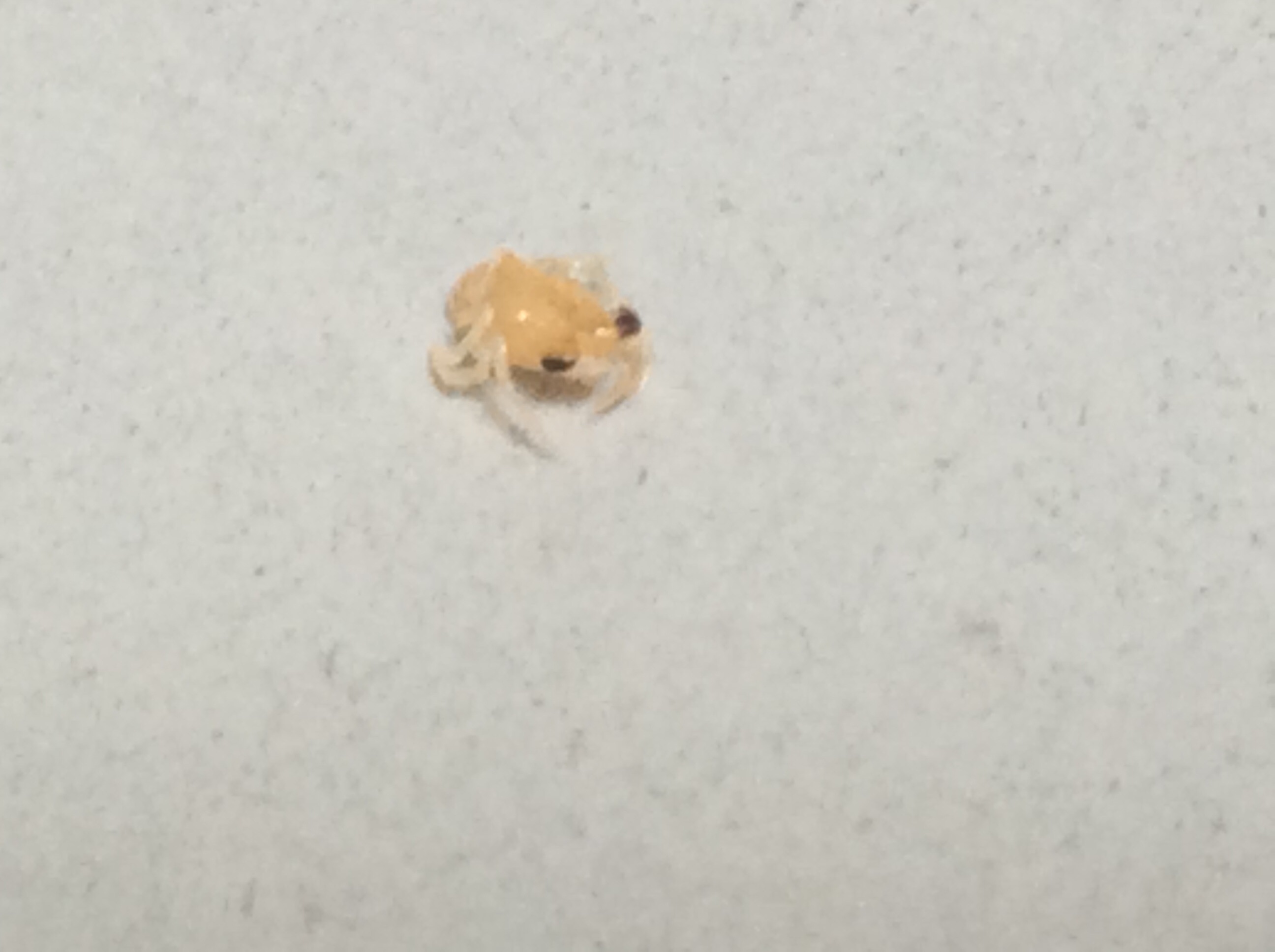 カニのなかまのメガロパ幼生
