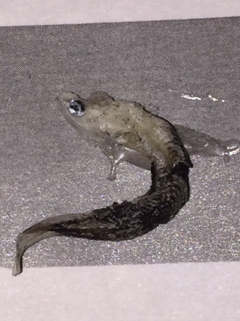 不明