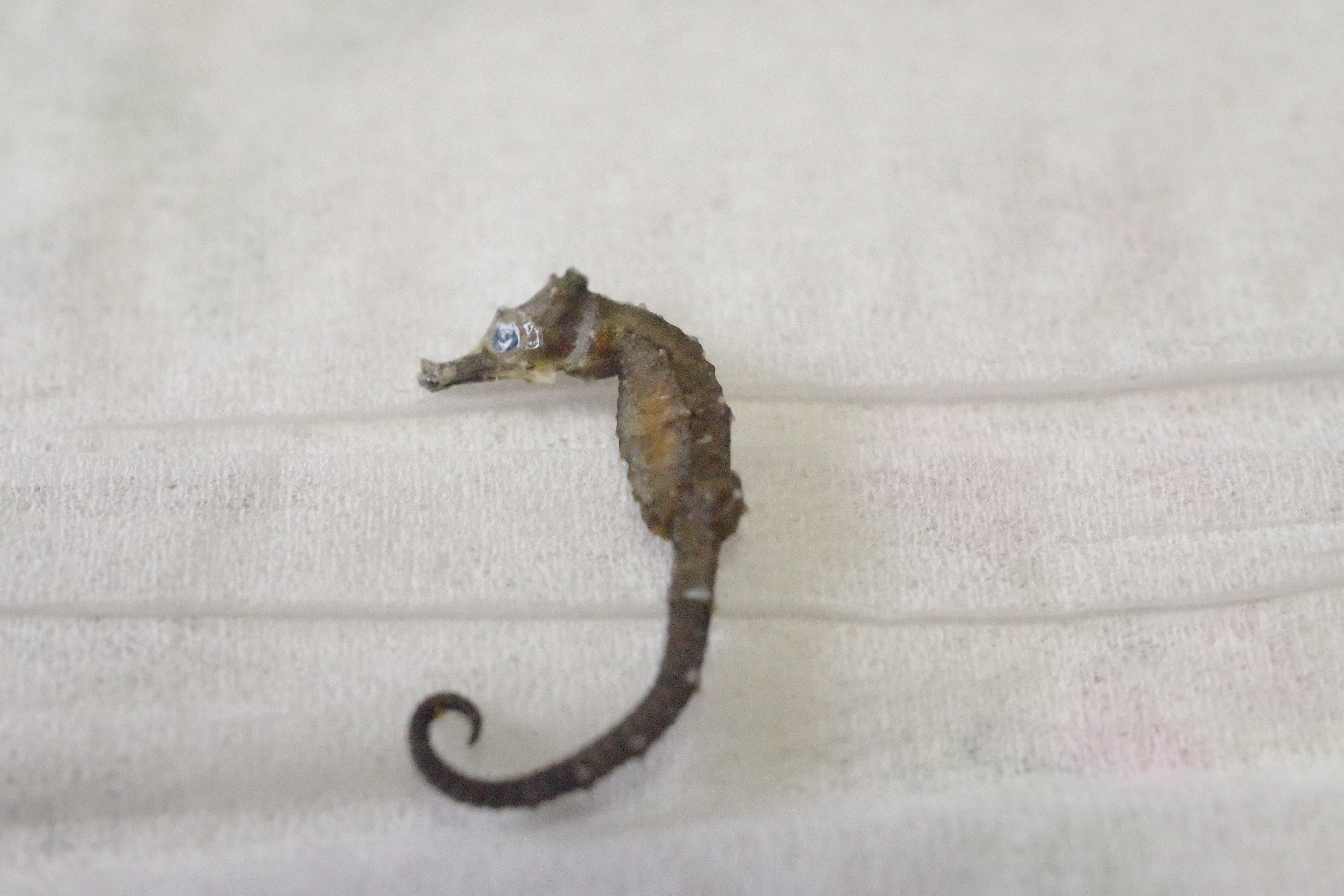 タツノオトシゴのなかま