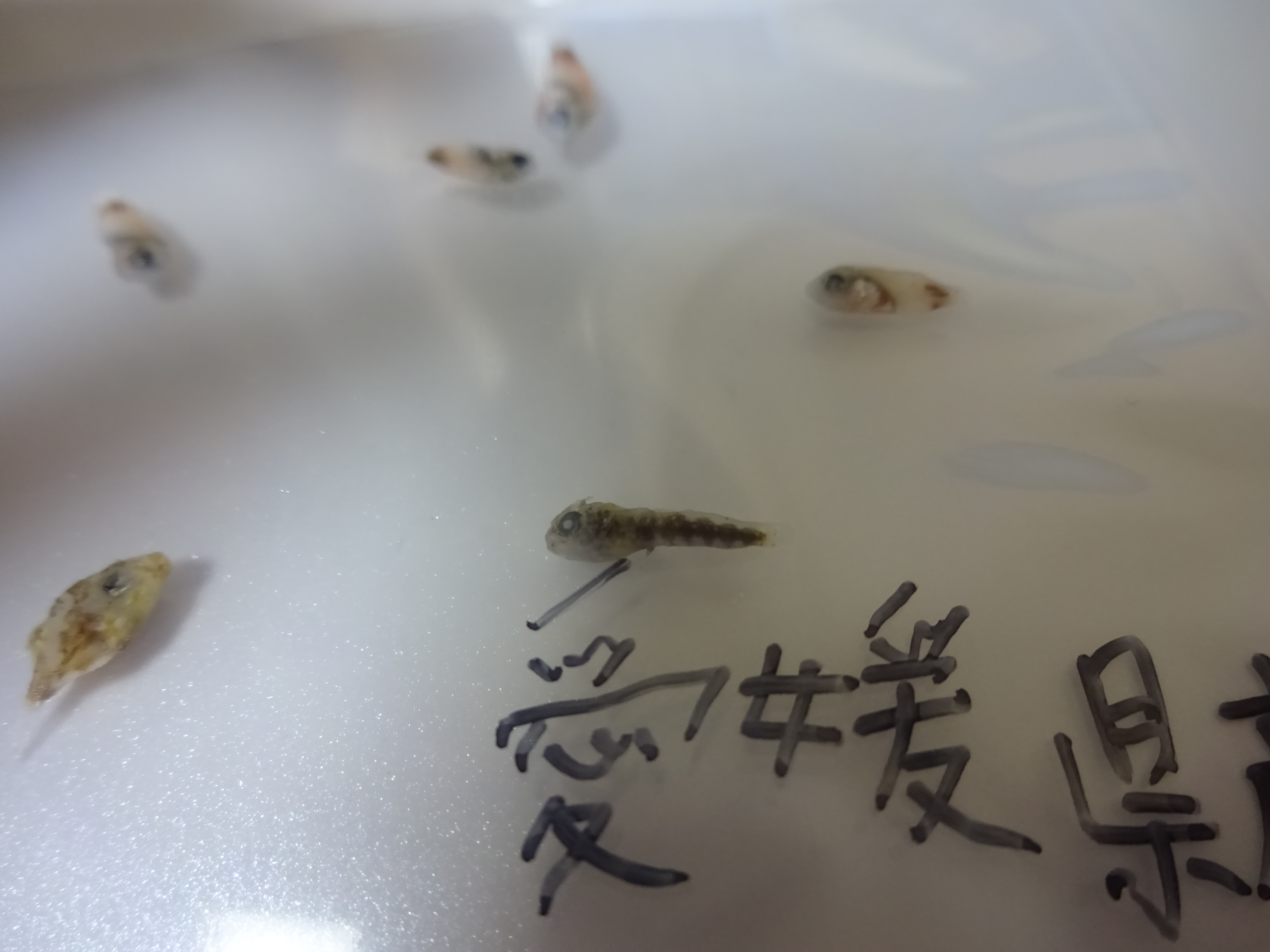 ニジギンポのなかま？