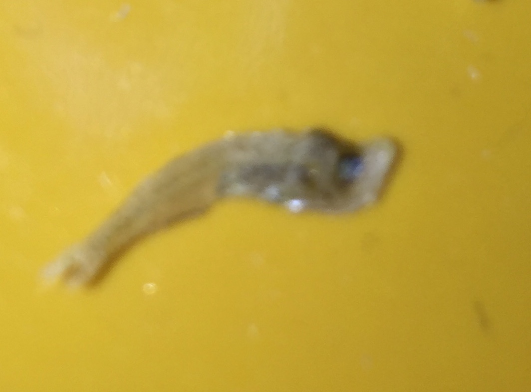 不明