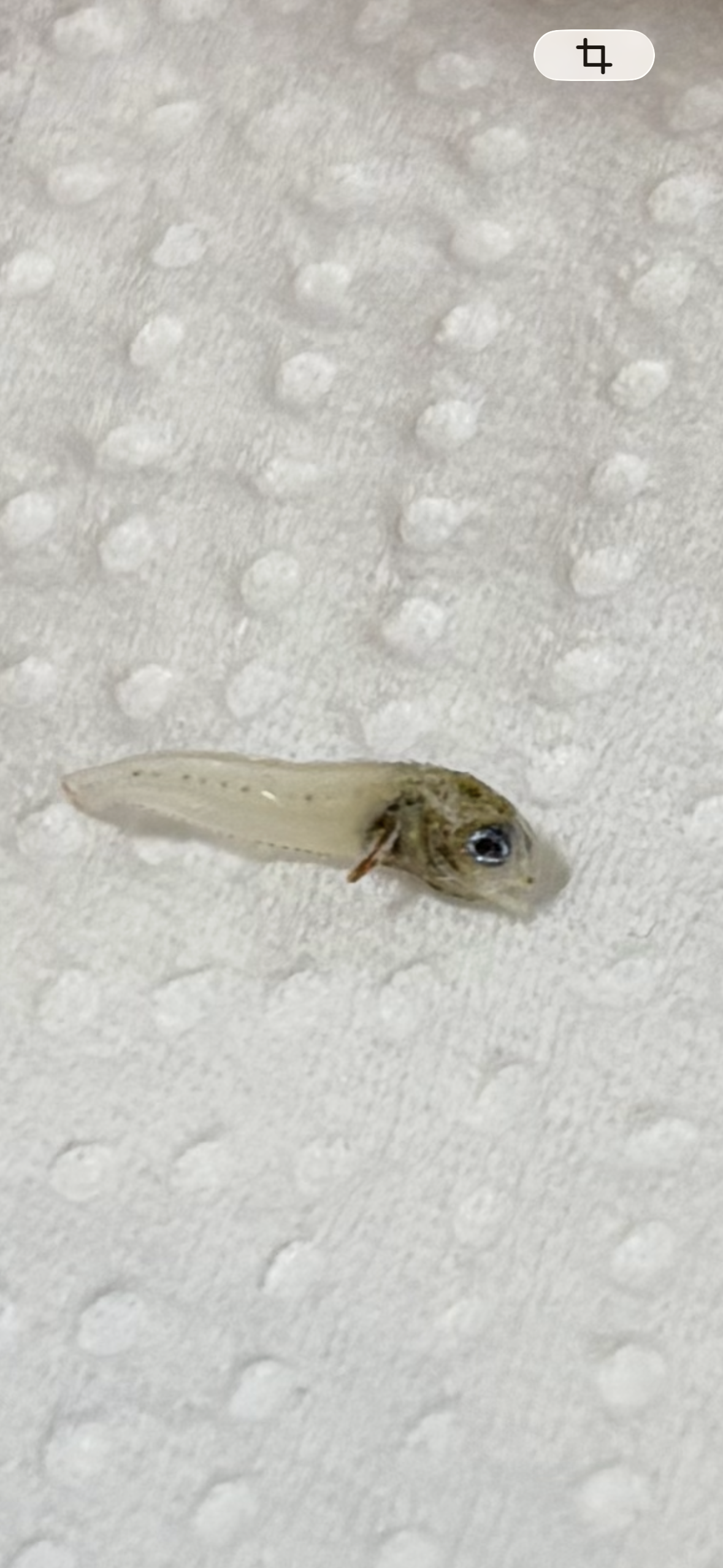 ハゼのなかま？