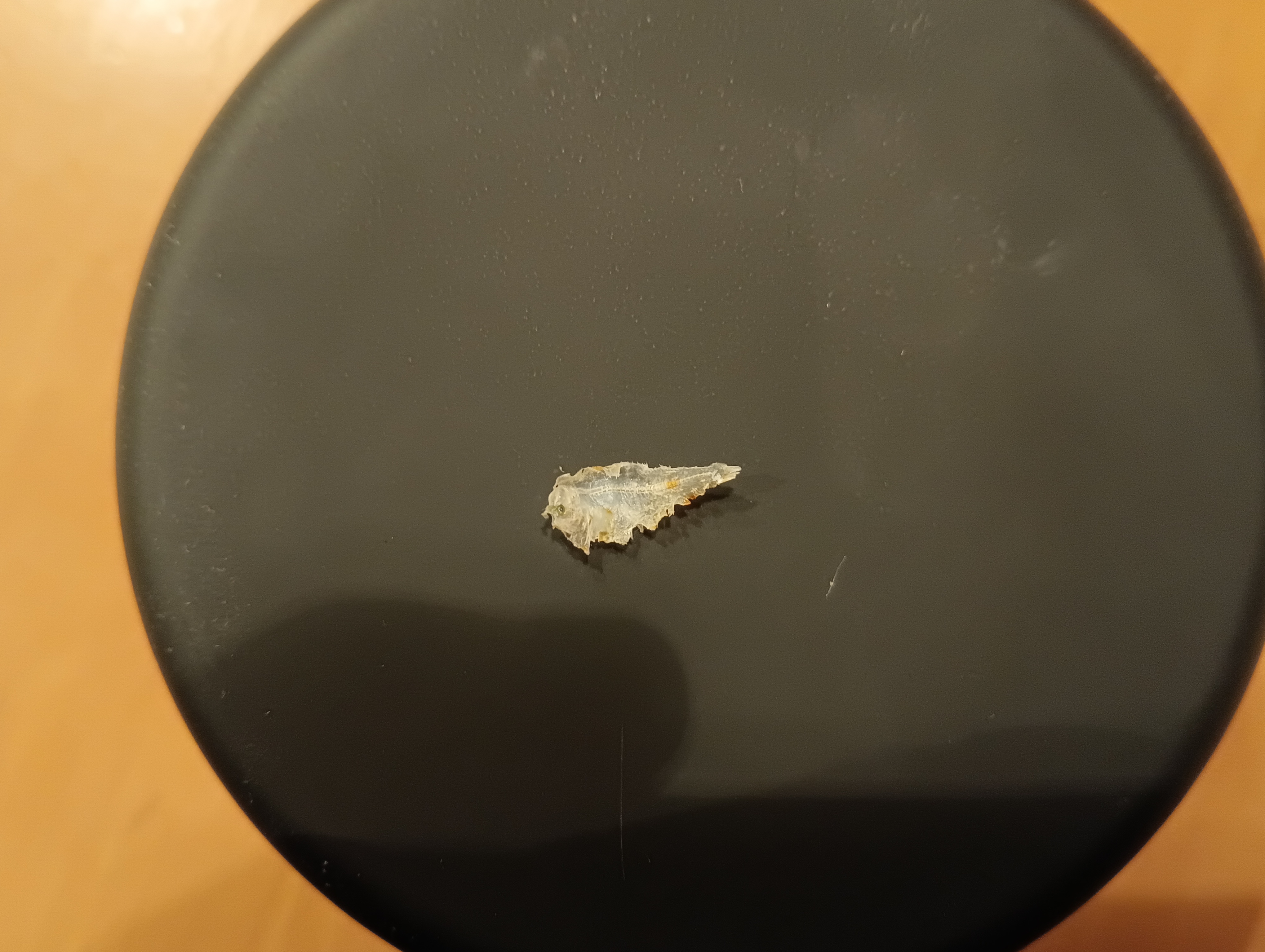 推定 カレイ科?の一種