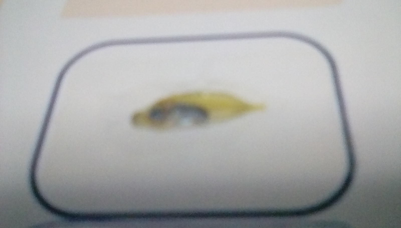 魚